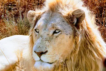 Africa Nature — photo 1 of 33